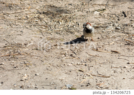 portrait of common sparrow, looking at camera, in the lalbufera of mallorca, 134206725