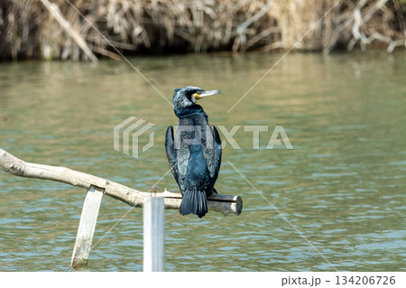 large cormorant, on perch drying in the sun, in lake of the albufera of mallorca, 134206726