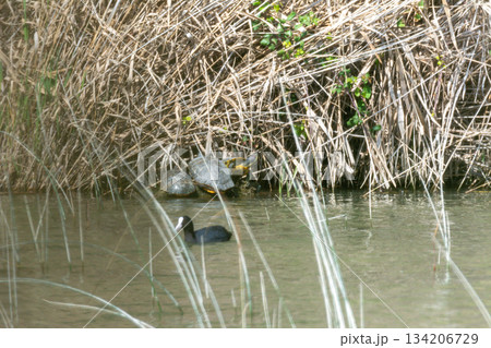 red-eared turtles, or California, Trachemys scripta, sunbathing on a rock on the shore of a lake in Mallorca, invasive species of the lagoon 134206729