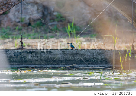 kingfisher, bird, wild in a lake, feeding on looking for small fish 134206730