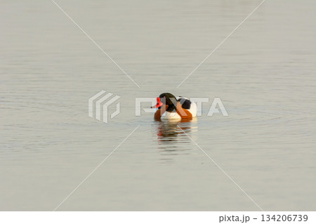 ducks in the lake ducks in the lake 134206739