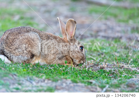 rabbit on green grass rabbit on green grass 134206740