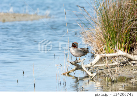 bird on the lake bird on the lake 134206745