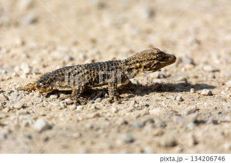 Moorish gecko (Tarentola mauritanica) on the ground, with his tail cut off, on the island of Mallorca Moorish gecko (Tarentola mauritanica) on the ground, with his tail cut off, on the island of Mallorca 134206746