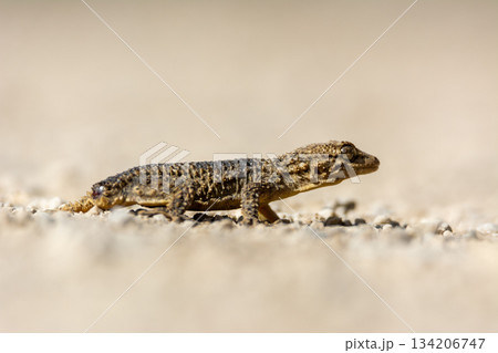 ground level view of a reptile, the brown gecko (Tarentola mauritanica), close-up photograph 134206747