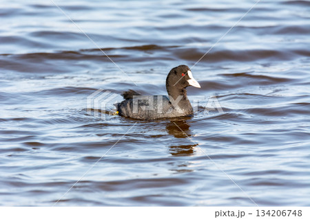 common coot, wild bird in a lake, with reeds and reeds, mating in early spring, natural life, Fulica atra 134206748