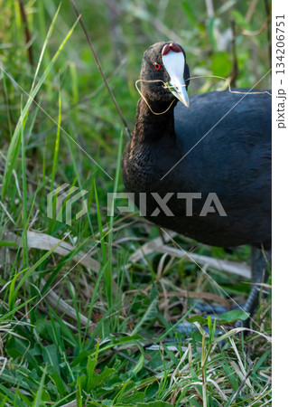 common coot, wild bird in a lake, with reeds and reeds, mating in early spring, natural life, Fulica atra common coot, wild bird in a lake, with reeds and reeds, mating in early spring, natural life, Fulica atra 134206751