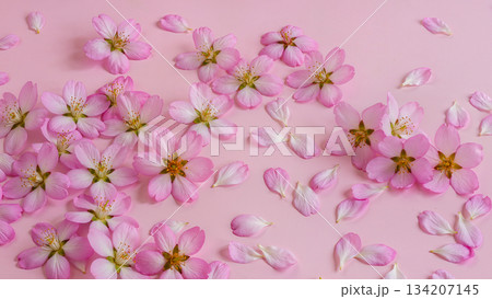 Gentle Spring Pink Floral Background. Delicate Apple Tree Flowers and Scattered Petals on Pastel Pink Backdrop. 134207145