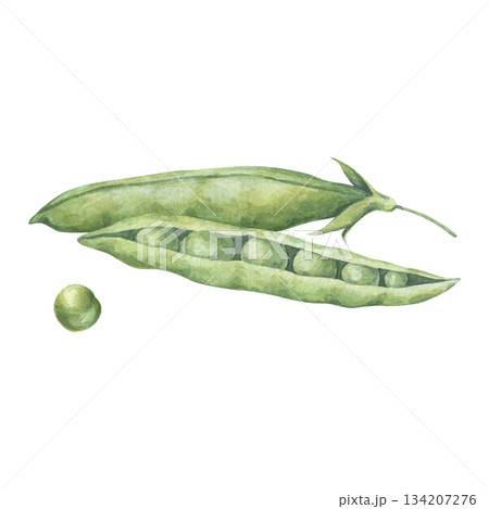 Composition with two pods and seeds of green peas. Watercolor illustration hand drawn and isolated on a white background. Perfect for design packing of food, poster, card, other polygraph, tableware. 134207276