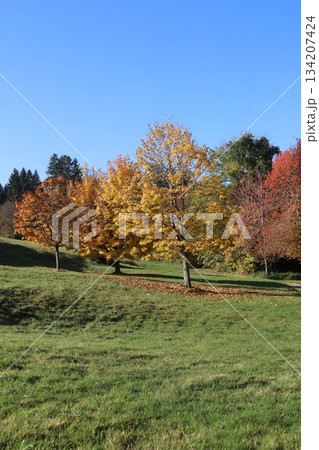 Tree with yellow leaves is in a park Tree with yellow leaves is in a park 134207424
