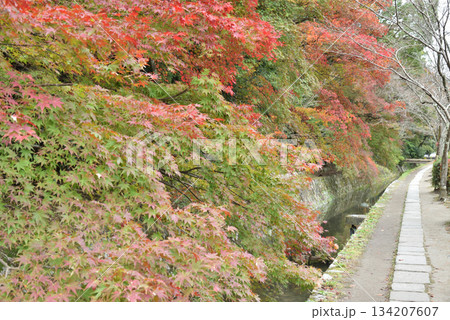 色づき始めた哲学の道(京都市左京区) 色づき始めた哲学の道(京都市左京区) 134207607