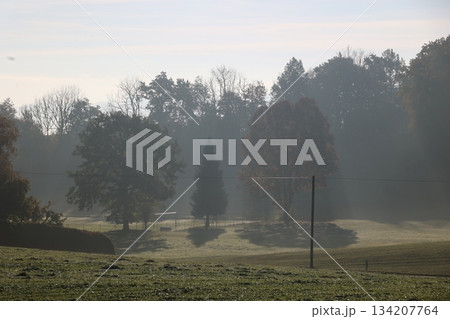Foggy morning in a field with trees and a fence Foggy morning in a field with trees and a fence 134207764