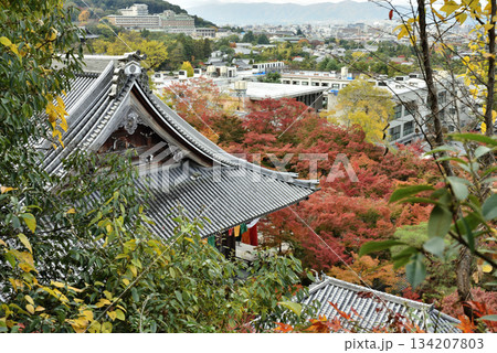 永観堂禅林寺　多宝塔から見る御影堂とモミジ(京都市左京区) 134207803
