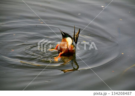 桜の名所『千鳥ヶ淵』でお食事中の… 【カモ】 134208487