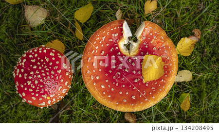 Two Red Fly Agaric Mushrooms shot from above growing in Grass Two Red Fly Agaric Mushrooms shot from above growing in Grass 134208495