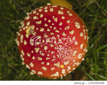 Red Fly Agaric Mushroom in Grass with Wet Cap Details Red Fly Agaric Mushroom in Grass with Wet Cap Details 134208496