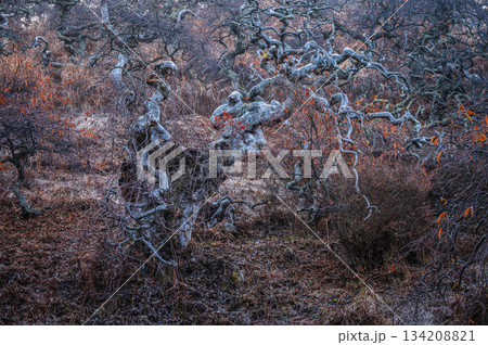 【小野のシダレグリ自生地】奇怪な景色【上伊那郡辰野町】 【小野のシダレグリ自生地】奇怪な景色【上伊那郡辰野町】 134208821