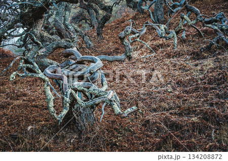 【小野のシダレグリ自生地】奇怪な景色【上伊那郡辰野町】 【小野のシダレグリ自生地】奇怪な景色【上伊那郡辰野町】 134208872