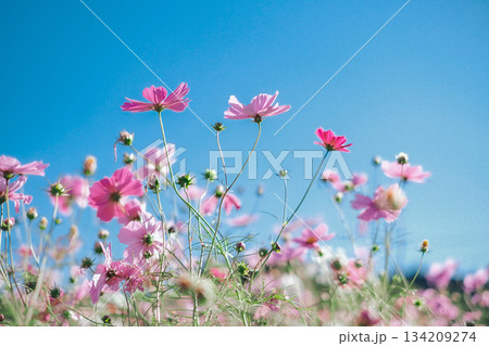 空とコスモス 134209274