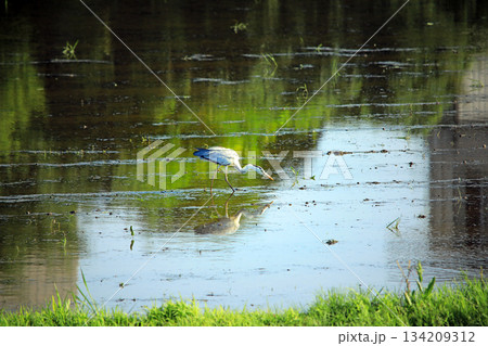 海老名の水田にアオサギがやって来る 134209312