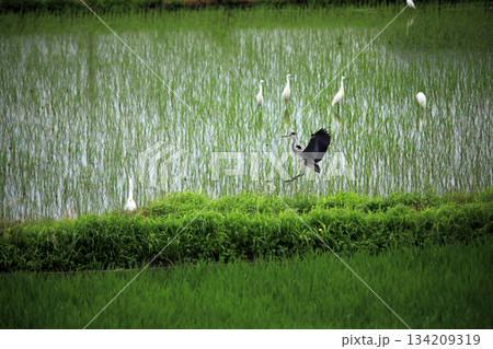 海老名の水田にアオサギがやって来る 海老名の水田にアオサギがやって来る 134209319