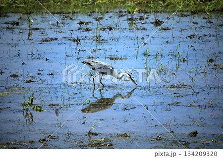 海老名の水田にアオサギがやって来る 134209320