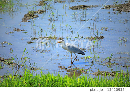 海老名の水田にアオサギがやって来る 134209324