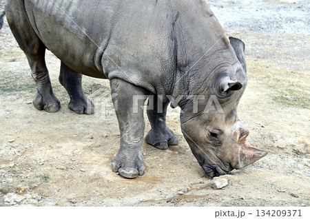歩くミナミシロサイ 歩くミナミシロサイ 134209371
