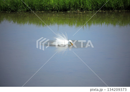 珍しい風景・・シラサギの行水 134209373