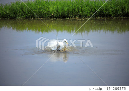 珍しい風景・・シラサギの行水 134209376
