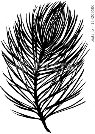 Realistic pine branch silhouette isolated on white background Realistic pine branch silhouette isolated on white background 134209506