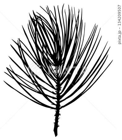 Realistic pine branch silhouette isolated on white background Realistic pine branch silhouette isolated on white background 134209507