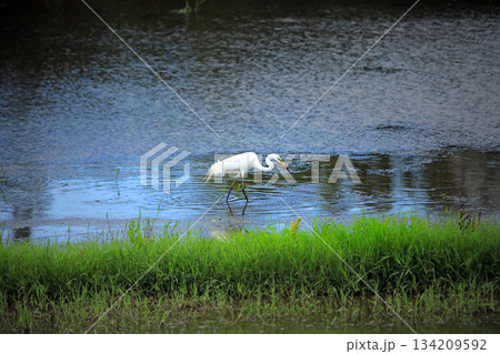 海老名の田園にやって来る美しいシラサギ達 134209592