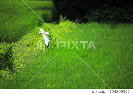 海老名の田園にやって来る美しいシラサギ達 海老名の田園にやって来る美しいシラサギ達 134209599