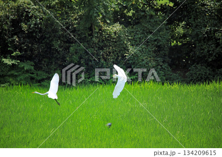 海老名の田園にやって来る美しいシラサギ達 134209615