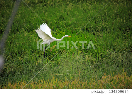 海老名の田園にやって来る美しいシラサギ達 海老名の田園にやって来る美しいシラサギ達 134209654