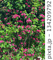 Blooming Pink Flowers on Green Tree Blooming Pink Flowers on Green Tree 134209792
