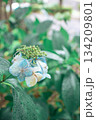 ガクアジサイ 134209801