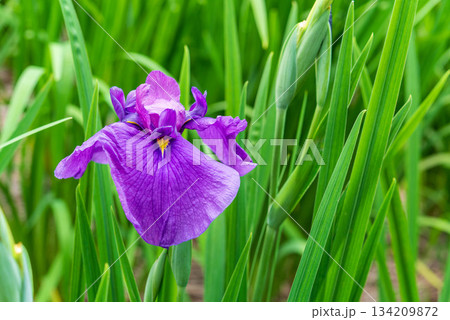 花菖蒲（染谷花菖蒲園） 134209872