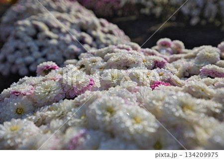 晩秋の菊の花 134209975