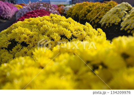 晩秋の菊の花 134209976