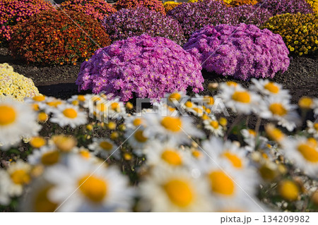 晩秋の菊の花 晩秋の菊の花 134209982