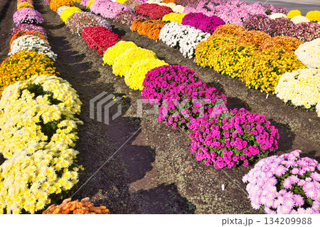 晩秋の菊の花 134209988