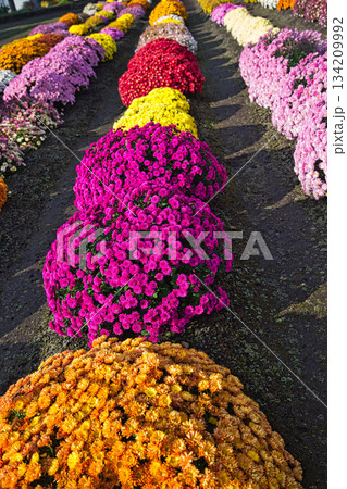 晩秋の菊の花 晩秋の菊の花 134209992