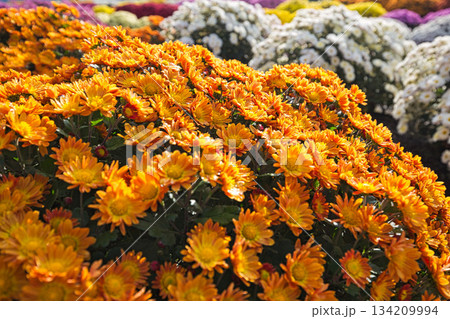 晩秋の菊の花 134209994