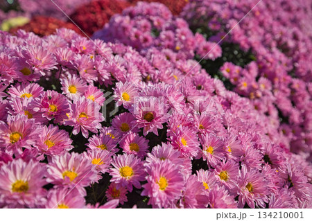 晩秋の菊の花 晩秋の菊の花 134210001