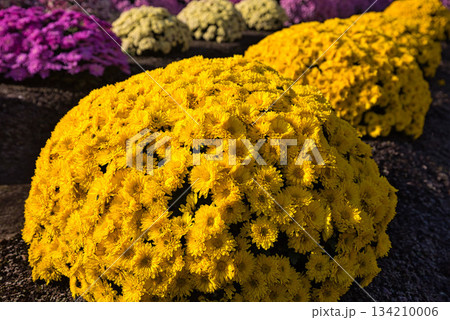 晩秋の菊の花 晩秋の菊の花 134210006