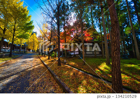 晩秋の越前大仏 134210529