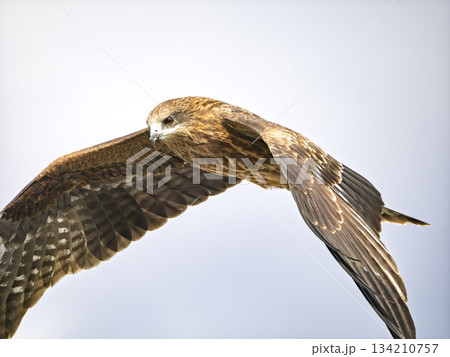 風を切り大空を力強く飛翔する鳶 風を切り大空を力強く飛翔する鳶 134210757