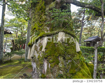 智恩寺の境内に息づく苔むした霊木・文樹 智恩寺の境内に息づく苔むした霊木・文樹 134210758